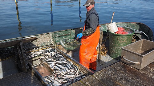 Greifswald
Herring fishery
Fishermen / fishing boats / fishing equipment
Michael Kruse